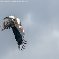 Buy canvas prints of White stork (ciconia ciconia) in flight in a village. by Christian Decout