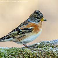 Buy canvas prints of Brambling (Fringilla montifringilla) perched on a branch in the forest in winter. by Christian Decout