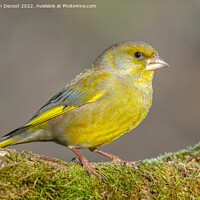 Buy canvas prints of Greenfinch perched on a branch in the forest. (Chloris chloris). by Christian Decout