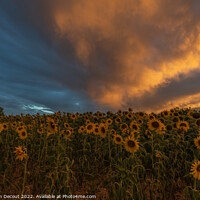 Buy canvas prints of Sunflower fields at stunning sunset in countryside. by Christian Decout