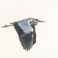 Buy canvas prints of Gray heron (Ardea cinerea) in flight in the sky. by Christian Decout