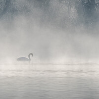 Buy canvas prints of Mute swan (Cygnus olor) silhouette in the morning mist on the water of a lake. by Christian Decout