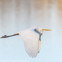 Buy canvas prints of Great egret (Ardea alba) in flight in the sky. by Christian Decout