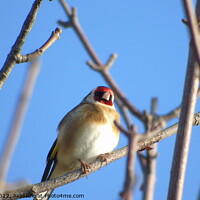 Buy canvas prints of Goldfinch by Geoff Stoner