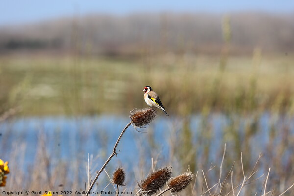 Goldfinch Picture Board by Geoff Stoner