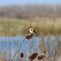 Buy canvas prints of Goldfinch by Geoff Stoner