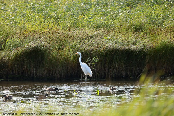 Large White Egret Picture Board by Geoff Stoner