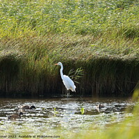 Buy canvas prints of Large White Egret by Geoff Stoner