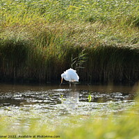 Buy canvas prints of Large white egret by Geoff Stoner