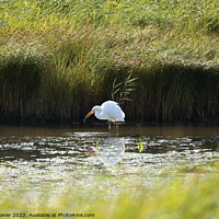 Buy canvas prints of Large white egret fishing by Geoff Stoner