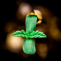 Buy canvas prints of Young Cannabis Seedling  by Craig Weltz