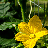 Buy canvas prints of Bright Yellow Cucumber Flower  by Craig Weltz