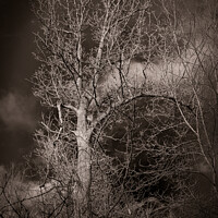 Buy canvas prints of Black and white tree with dark skys by Craig Weltz