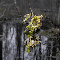 Buy canvas prints of Light color moss and leaves hanging from a small t by Craig Weltz