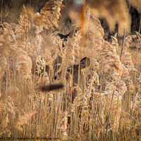 Buy canvas prints of Deer Hiding in the tall grass by Craig Weltz