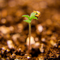 Buy canvas prints of A close up of a cannabis seedling by Craig Weltz