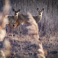 Buy canvas prints of 2 Alert Deer standing on a dry grass field by Craig Weltz