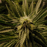 Buy canvas prints of A close up of a Cannabis plant by Craig Weltz