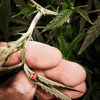 Buy canvas prints of Ladybug crawling on a cannabis leaf by Craig Weltz