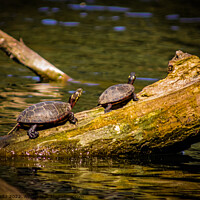 Buy canvas prints of 2 Turtles on a log by Craig Weltz