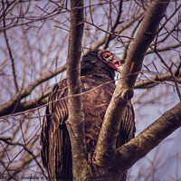 Buy canvas prints of Turkey Vulture  by Craig Weltz