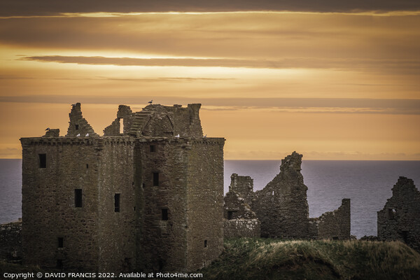 Majestic Sunrise over Dunnottar Castle Picture Board by DAVID FRANCIS