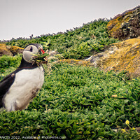 Buy canvas prints of Precious Puffin Parenthood by DAVID FRANCIS