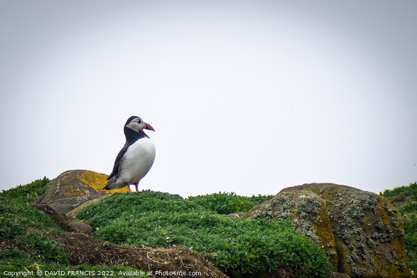 Majestic Puffin on the Isle of May Picture Board by DAVID FRANCIS