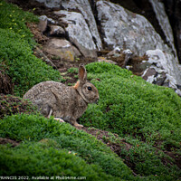 Buy canvas prints of Majestic Rabbit on the Isle of May by DAVID FRANCIS
