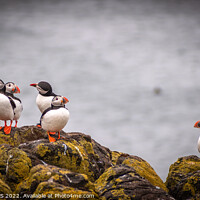 Buy canvas prints of Adorable Juvenile Puffins Stand Tall on Scottish R by DAVID FRANCIS