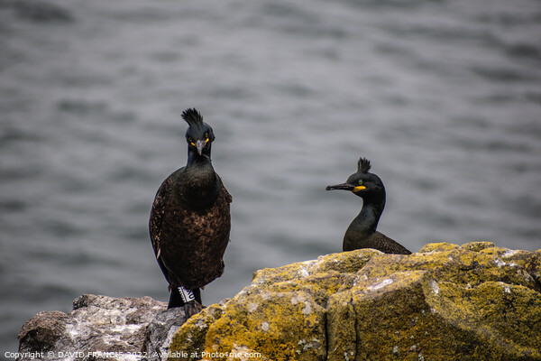Majestic Shags on the Isle of May Picture Board by DAVID FRANCIS