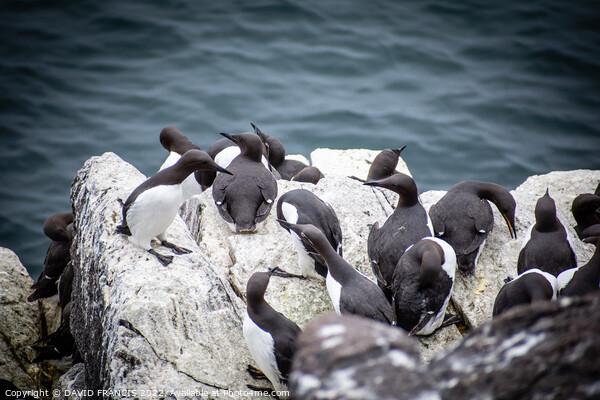The Majestic Guillemots of Isle of May Picture Board by DAVID FRANCIS