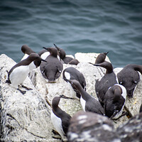 Buy canvas prints of The Majestic Guillemots of Isle of May by DAVID FRANCIS
