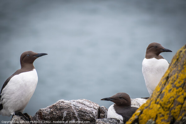 Majestic Guillemots on the Isle of May Picture Board by DAVID FRANCIS