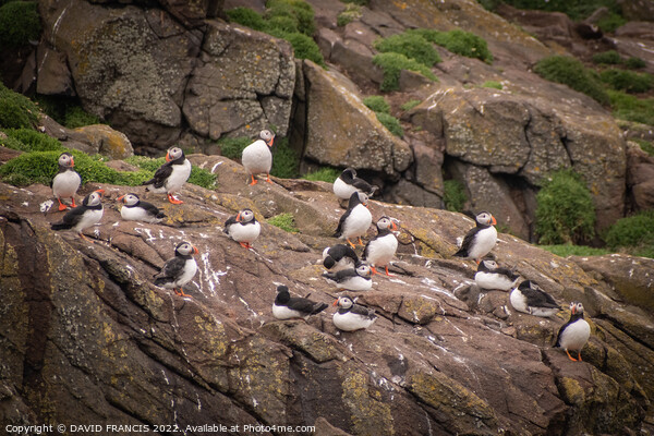 Playful Atlantic Puffins Gather on Scottish Island Picture Board by DAVID FRANCIS