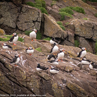 Buy canvas prints of Playful Atlantic Puffins Gather on Scottish Island by DAVID FRANCIS