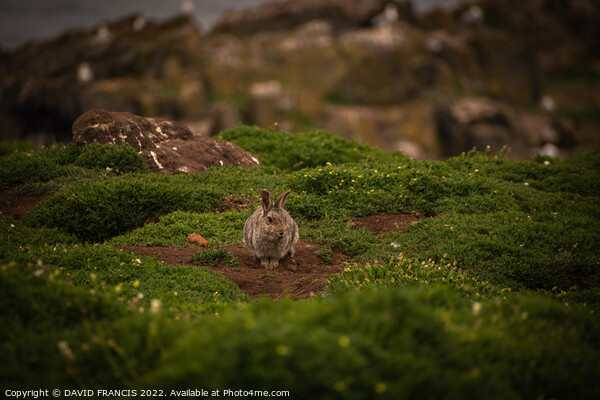 Serene Isle of May Rabbit Picture Board by DAVID FRANCIS
