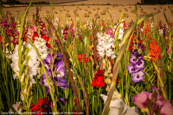 Radiant Gladioli Field Picture Board by DAVID FRANCIS