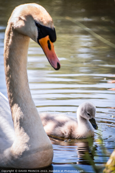 Majestic Mute Swan Protecting Cygnet Picture Board by DAVID FRANCIS
