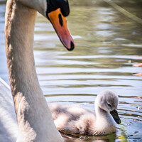 Buy canvas prints of Majestic Mute Swan Protecting Cygnet by DAVID FRANCIS