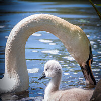 Buy canvas prints of Graceful Mute Swan and Cygnet by DAVID FRANCIS