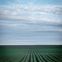 Buy canvas prints of Rolling Hills of Potato Bliss by DAVID FRANCIS