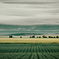 Buy canvas prints of Rolling Hills of Arbroath by DAVID FRANCIS