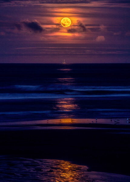 Golden Harvest Moon rising over dark North Sea Picture Board by DAVID FRANCIS