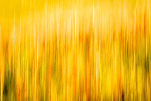 Golden Waves of Grass Picture Board by DAVID FRANCIS