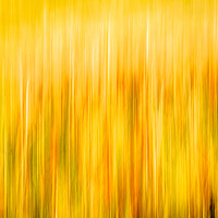 Buy canvas prints of Golden Waves of Grass by DAVID FRANCIS