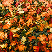 Buy canvas prints of Kaleidoscope of Autumn Leaves by DAVID FRANCIS