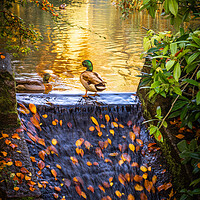 Buy canvas prints of Vibrant Autumn Reflections by DAVID FRANCIS