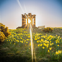 Buy canvas prints of Golden Explosion of Spring by DAVID FRANCIS