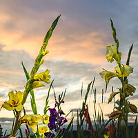 Buy canvas prints of Gladioli Sunset Tribute by DAVID FRANCIS